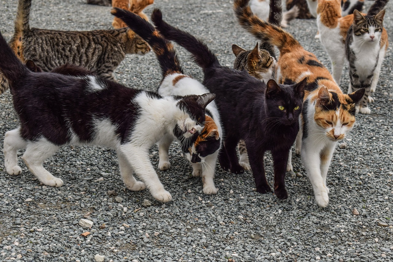 Les gestes de l’hiver pour les chats errants
