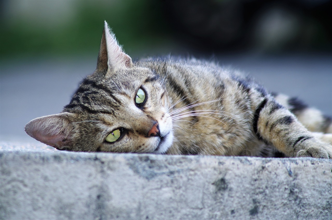 Errant, Harets, Libres .. de quoi parle-t-on ?